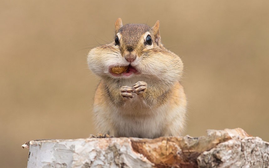 Cute Chipmunk With a Mouthful