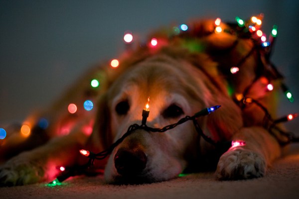 Lighted Dog for Christmas
