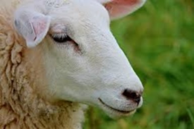 A Sheep not a Lamb