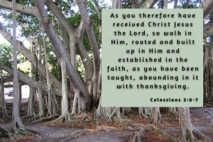 banyon trees with many roots and the scripture verse colossians 2:6-7