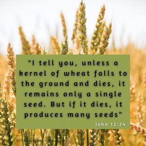 Wheat field with the Scripture verse John 12:24