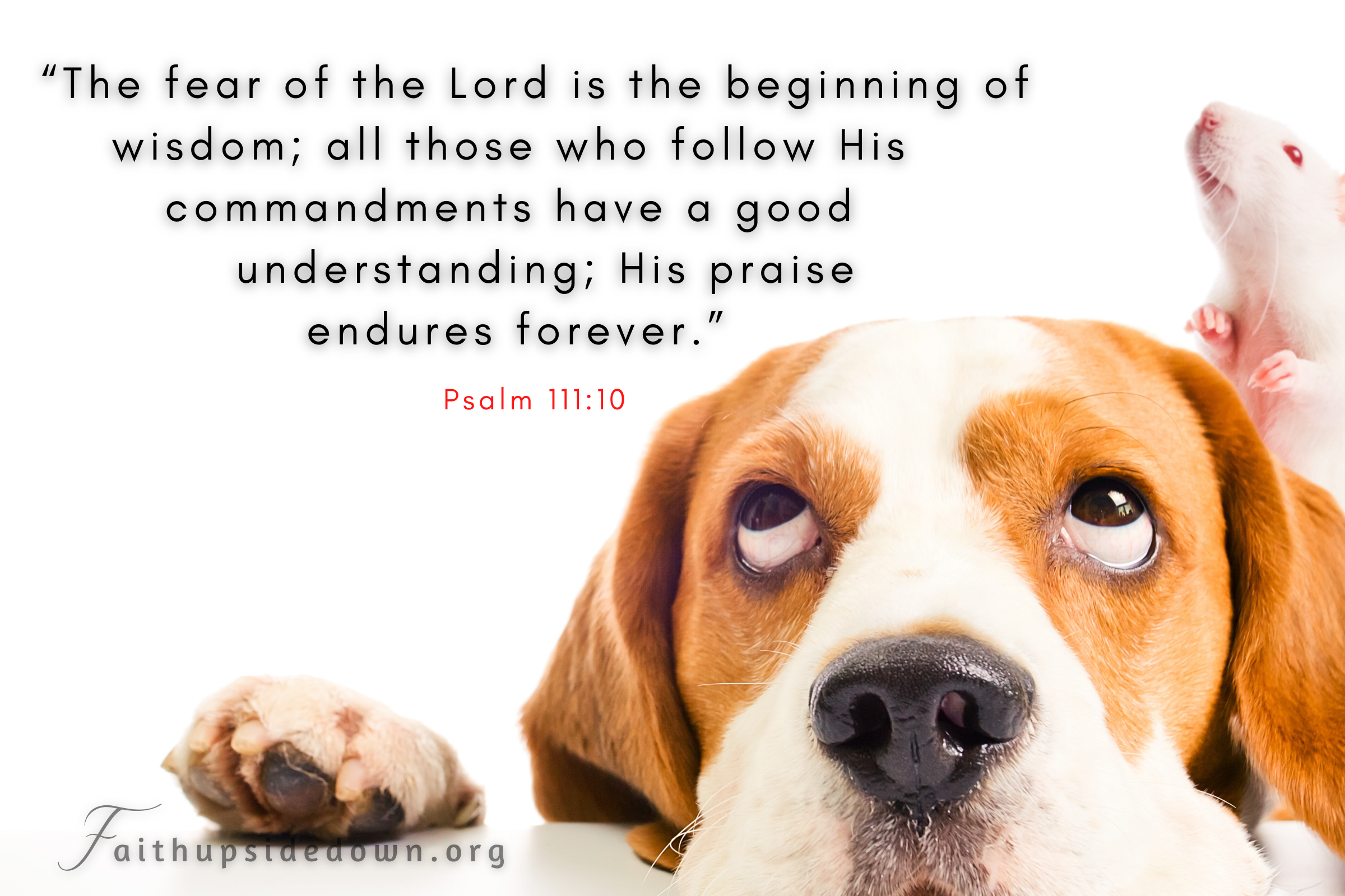 A puppy with mouse on his back, both looking upward with the Scripture verse Psalm 111:10