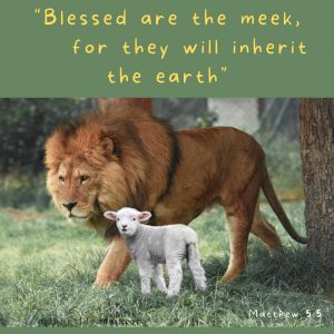 A baby lamb walking with a lion and the Bible verse Matthew 5:5