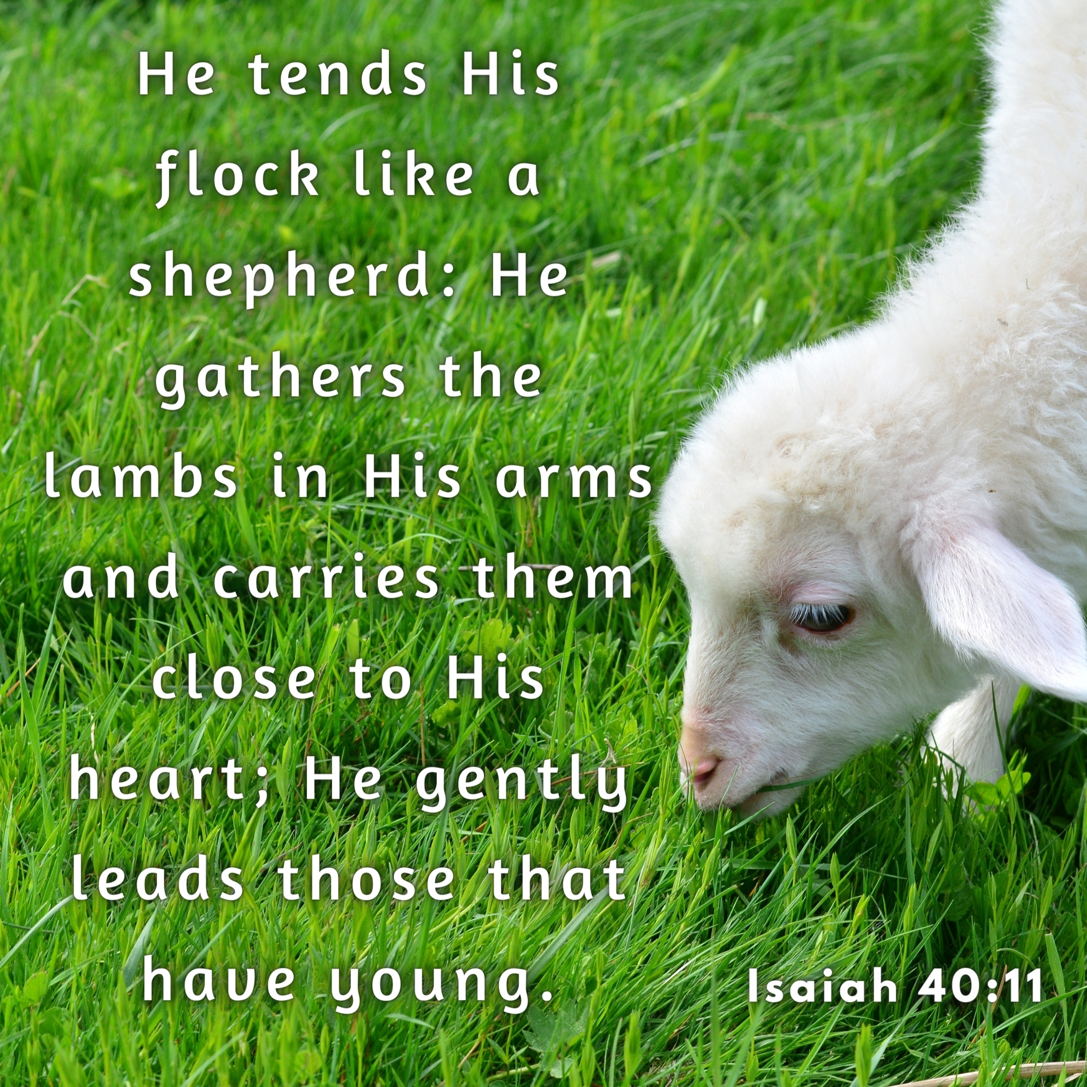 Held in His Arms: Finding Comfort in Isaiah 40:11